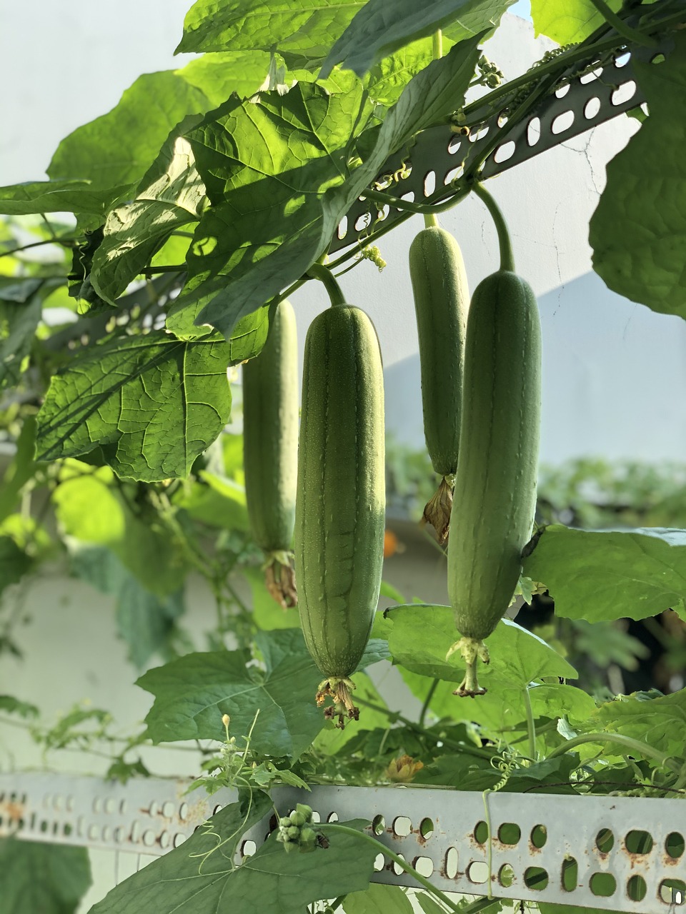 Thai Seasonal Ingredients: September