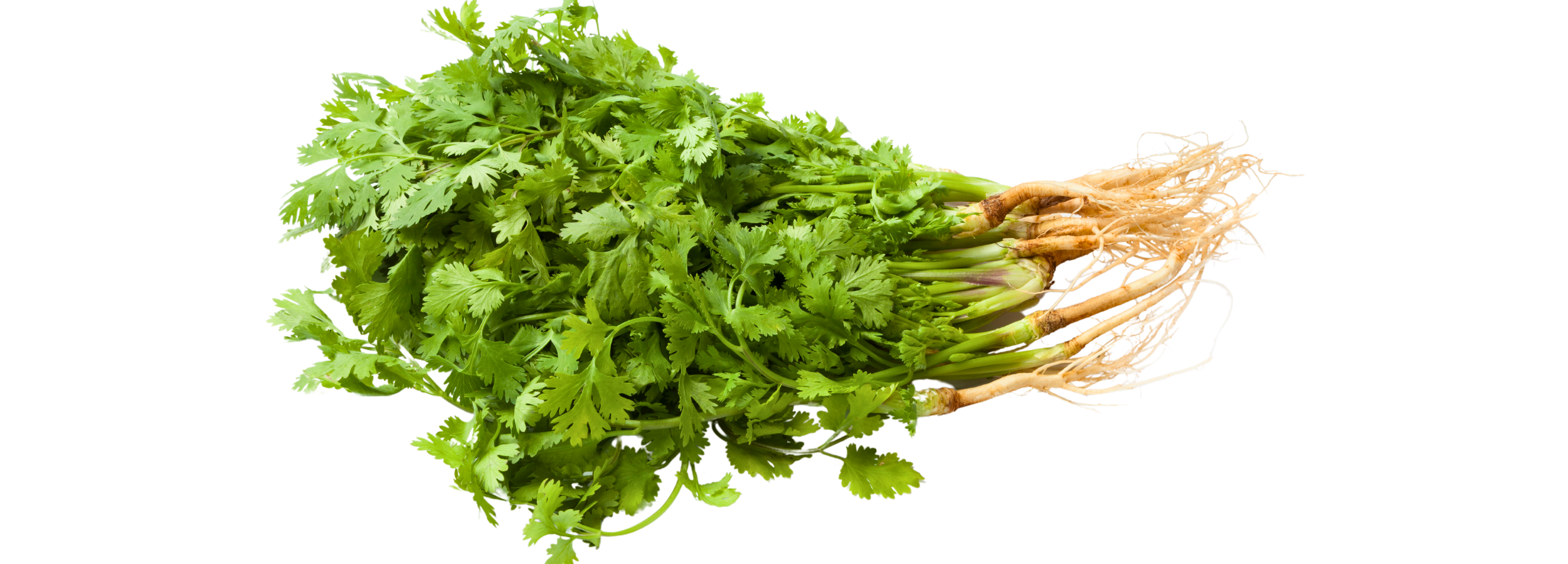 Cilantro