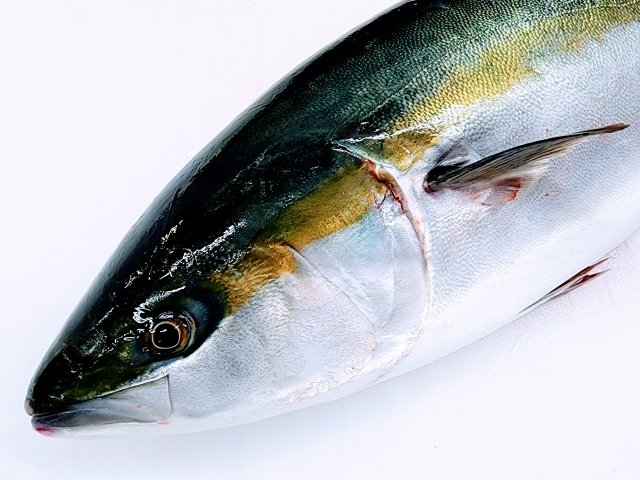 Shusse-uo: More Than Just Fish—A Story of Growth