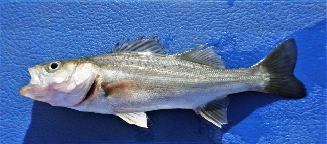 Shusse-uo: More Than Just Fish—A Story of Growth