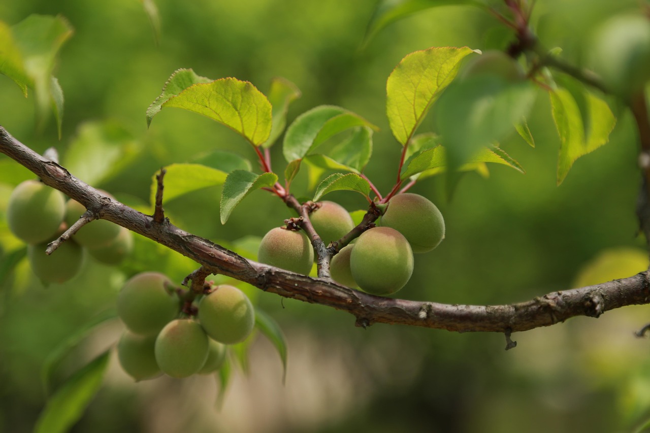 Seasonal Foods in Japan – June